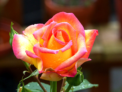 Rose im Blumentopf -Winkler Blte